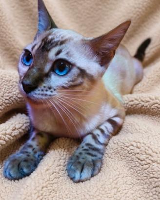 Gatti Bengala