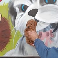 Cuccioli di barboncino toy