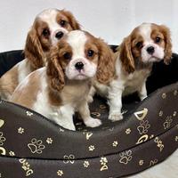 Cavalier king