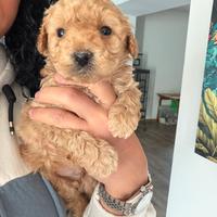 Barboncini toy e minitoy