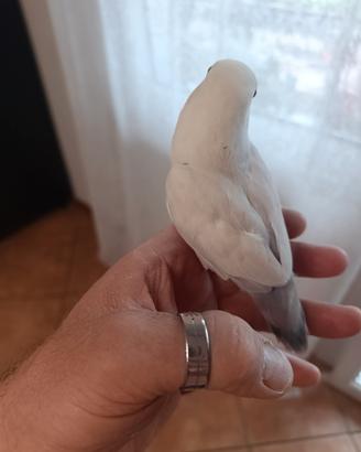 Inseparabili femmina