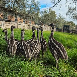 Baby Emu
