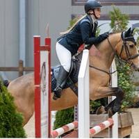 Pony da salto/cross