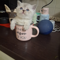 Femminuccia schottish straight