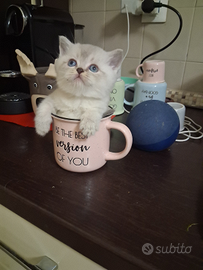 Femminuccia schottish straight