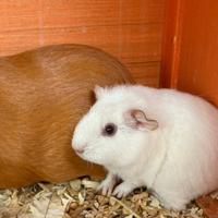 Porcellini d'india/ cavie peruviane