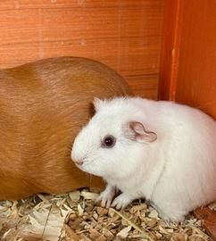 Porcellini d'india/ cavie peruviane