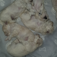 Bishon frisè a poil