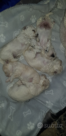 Bishon frisè a poil