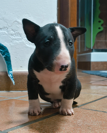 Bull terrier