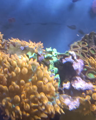 Anemone quadricolor