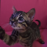 Gattini Bengala maschietto e femminuccia