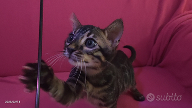 Gattino Bengala maschietto