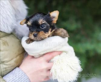 Yorkshire toy maschio