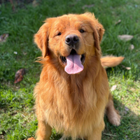 Golden retriever per monta