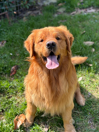 Golden retriever per monta