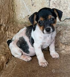 Jack russel