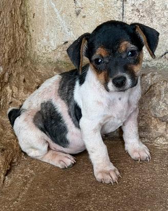 Jack russel
