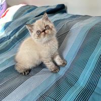 Cucciolo exotic shorthair