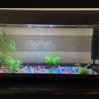 Acquario 100 litri