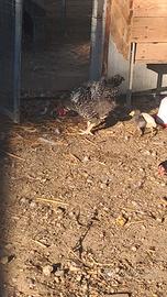 Galli e galline