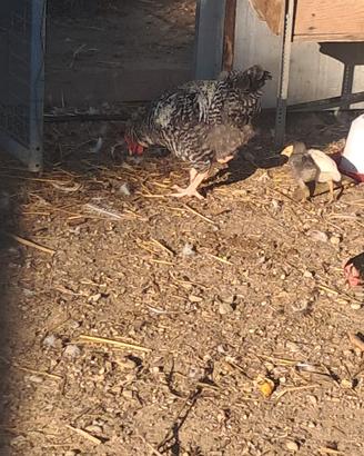 Galli e galline