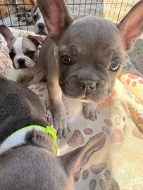 Bulldog francese