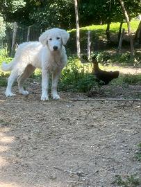 Cucciola Pastore Abruzzese Maremmano