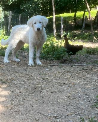 Cucciola Pastore Abruzzese Maremmano
