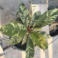 Plumeria Frangipani Variegata 90cm CollectionPlant