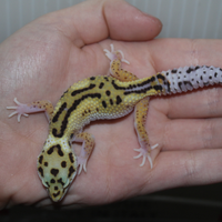 Geco leopardino