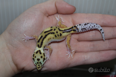 Geco leopardino