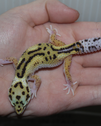 Geco leopardino