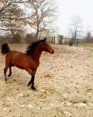 Cavallo