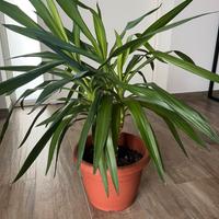 Dracena 70cm