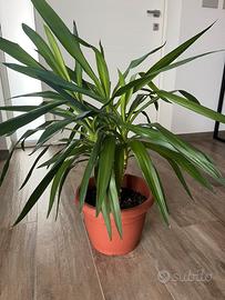 Dracena 70cm