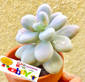 Pachyphytum oviferum Grassa Succulenta Crassula