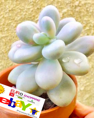 Pachyphytum oviferum Grassa Succulenta Crassula