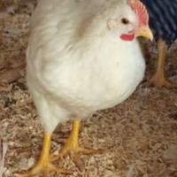 Galletti o coppia ibridi 2 mesi