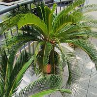 Cycas revoluta fusto 40 cm