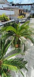 Cycas revoluta fusto 40 cm