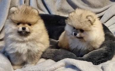 Cuccioli spitz pomerania M e F