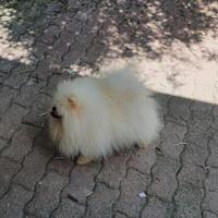 Spitz Pomerania super bello solo pelo