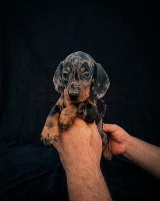 Cuccioli di bassotto Arlecchino silver