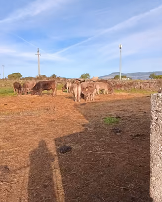 6 vacche, 1 Toro +vitella di 9 mesi