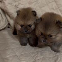 Spitz della Pomerania Mini Toy