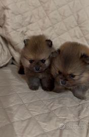 Spitz della Pomerania Mini Toy