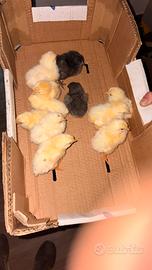 Pulcini di gallina livornesi