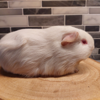 Cavia english shorthair maschio