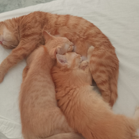 Gattino 4mesi